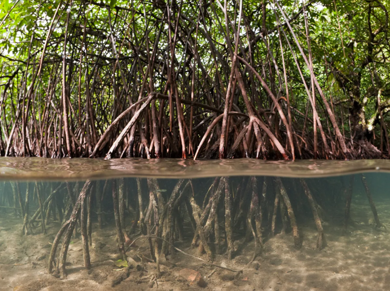 Arquivo:Manguezal2.png