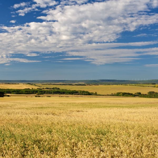 Arquivo:Pradaria (1).jpg